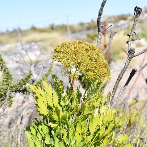 Image of Notobubon galbanum by (c) Nathan Van Cooten, some rights reserved (CC BY)