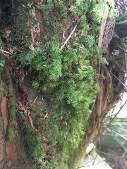 Hymenophyllum paniculiflorum