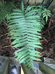 Pseudocyclosorus esquirolii