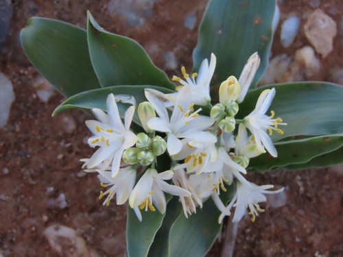 Albuca candida