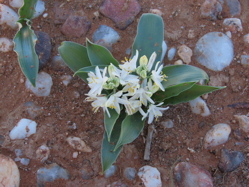 Albuca candida