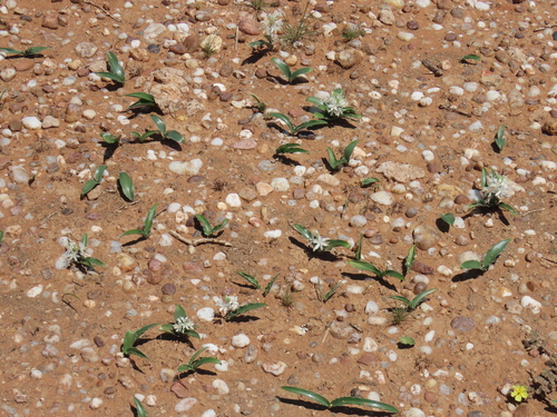 Albuca candida