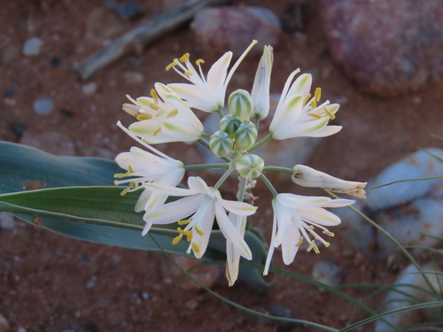 Albuca candida