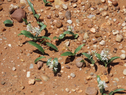 Albuca candida