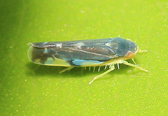 Eupteryx melanocephala
