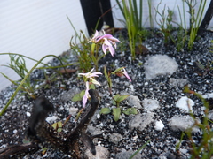 Disa obliqua