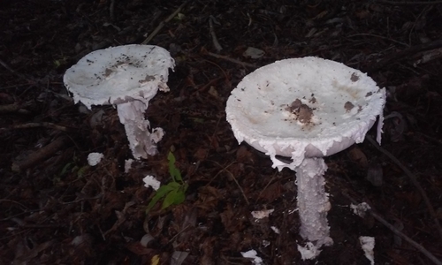 Bearded Amanita