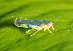 Eupteryx melanocephala