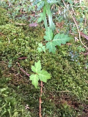 Toxicodendron orientale