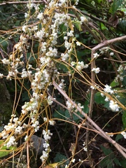 Cuscuta rostrata