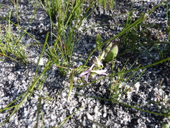 Disa obliqua