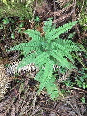 Arachniodes rhomboidea