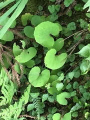 Petasites formosanus
