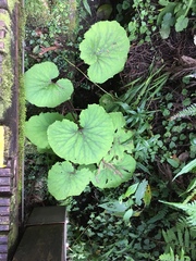 Petasites formosanus