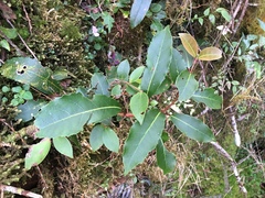 Hydrangea integrifolia