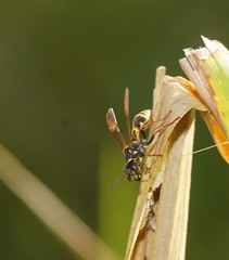 Ropalidia socialistica