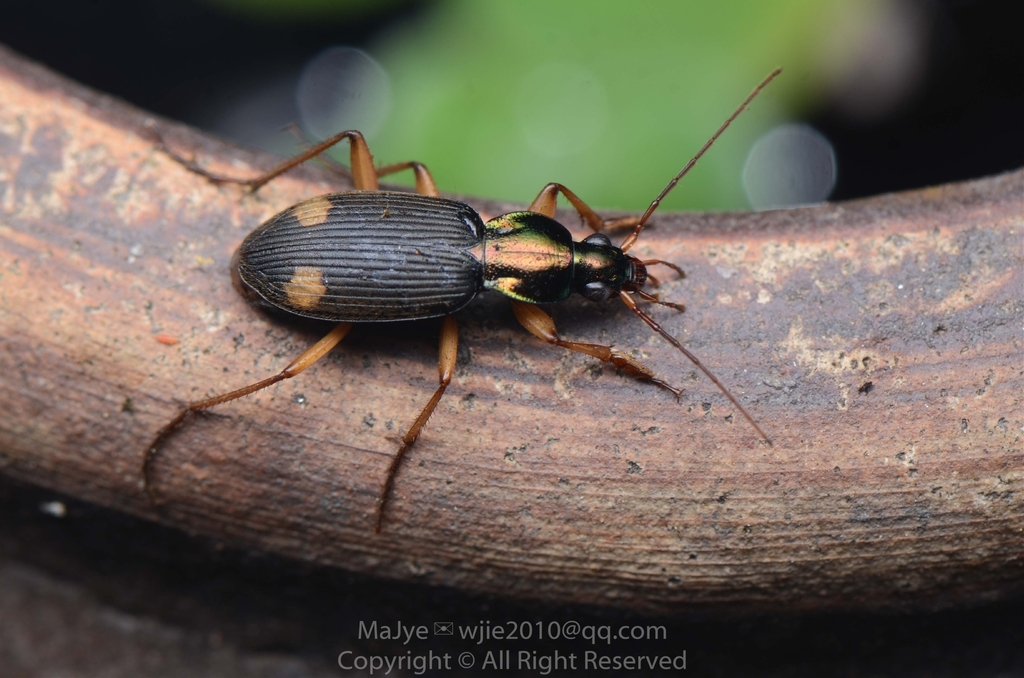 Chlaenius bimaculatus