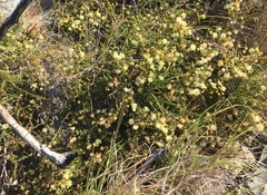 Acacia hubbardiana