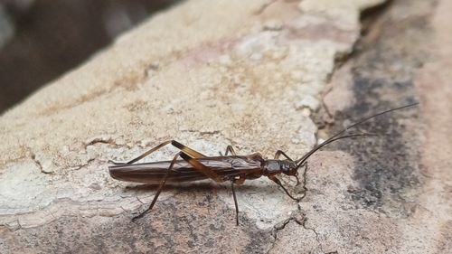 Afronemoura amatolae