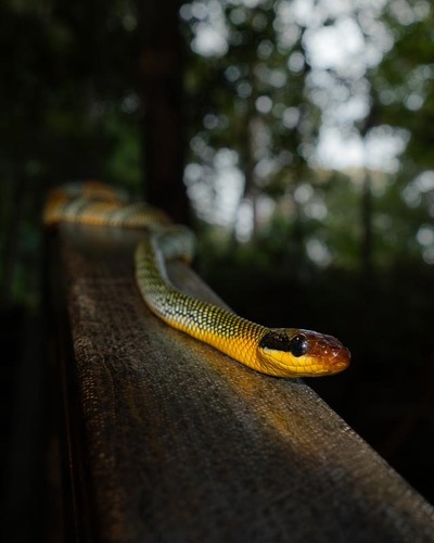 Gonyosoma margaritatum observed 2023-08-30