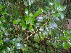 Theaceae