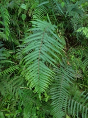 Pseudocyclosorus esquirolii