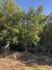 Avicennia marina