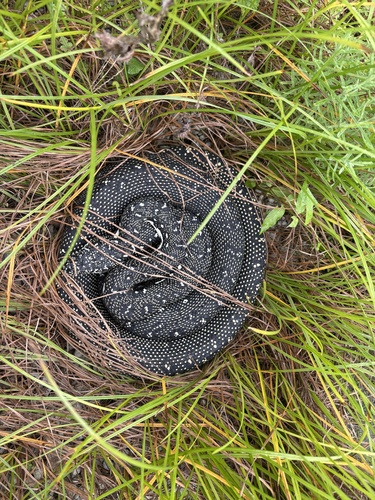 Diamond Python sighting