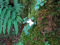 Sarcopyramis napalensis delicata