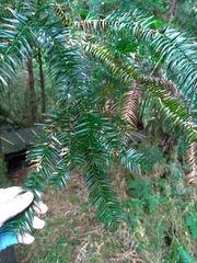 Cunninghamia