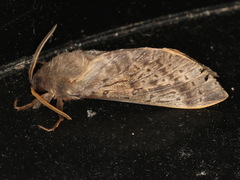 Oxycanus silvanus