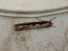 Leptocroca sanguinolenta