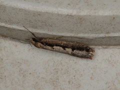 Leptocroca sanguinolenta