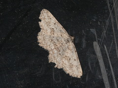 Psilosticha absorpta