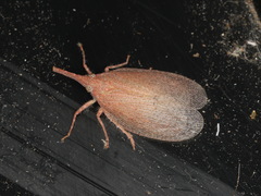 Rentinus dilatatus