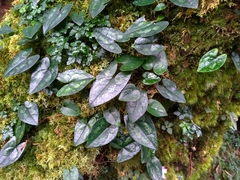 Asarum taipingshanianum