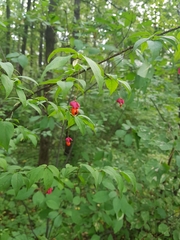 Euonymus verrucosus