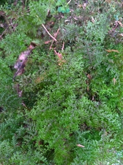 Hymenophyllum fujisanense