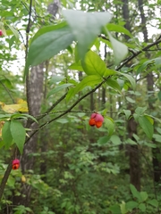 Euonymus verrucosus