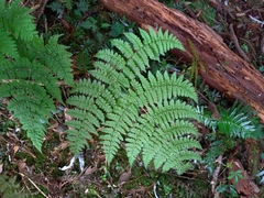 Dryopteris paleolata