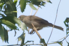 Stomiopera unicolor