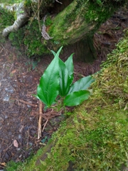 Dendropanax dentiger