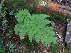Dryopteris paleolata