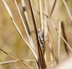 Stenocatantops angustifrons