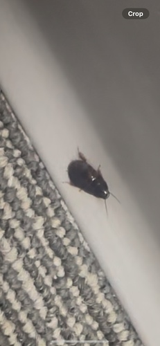 Surinam Cockroach photo 6