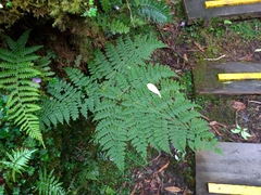 Dryopteris paleolata