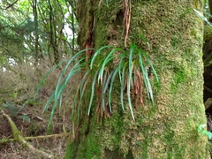 Haplopteris flexuosa