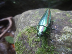 Chrysochroa fulgidissima