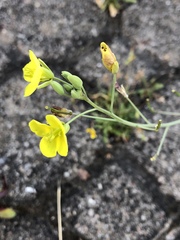 Diplotaxis tenuifolia