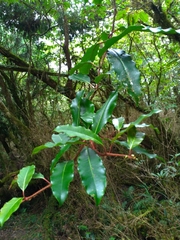 Hydrangea integrifolia